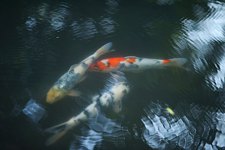 玉泉園の池